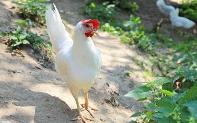 Hühnerstall für Ihren Garten