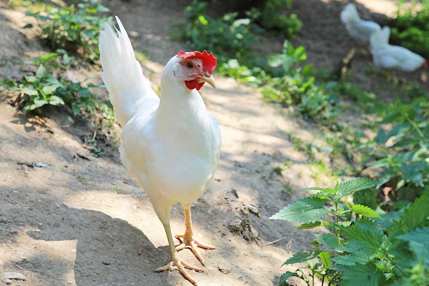 Hühnerstall für Ihren Garten